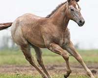 cow-breed-quarter-horse