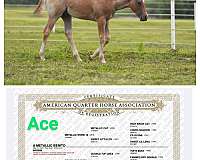 tuf-n-busy-cow-horse-quarter