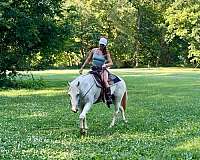 english-pleasure-paint-horse
