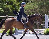 a-few-hairs-might-qualify-star-pony
