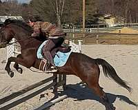 bay-a-few-hairs-might-qualify-star-pony