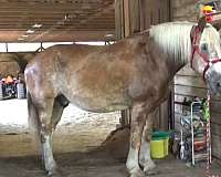 kidsafe-belgian-horse