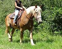 parades-belgian-horse