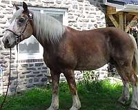 stocky-belgian-horse
