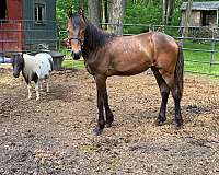 bay-canadian-friesian-gelding-yearling