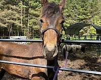 bay-canadian-friesian-horse