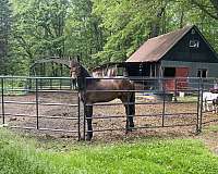 bay-canadian-friesian-for-sale