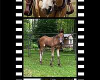 bay-canadian-friesian