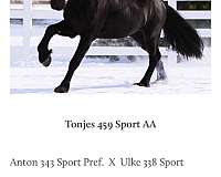 friesian-horse-for-sale