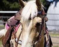 friesian-gelding