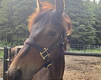 friesian-horse