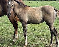 tennessee-walking-filly