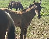 tennessee-walking-horse-for-sale