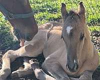 tennessee-walking-horse