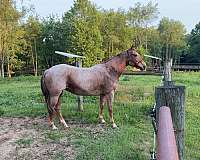quarter-horse-for-sale