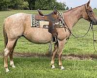 quarter-horse