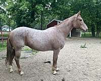 quarter-horse-broodmare