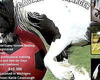 piebald-gvhs-gelding