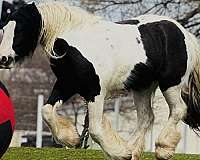 piebald-gvhs-horse