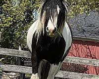 gvhs-gelding