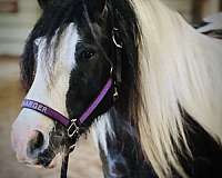 14-hand-gypsy-vanner-gelding