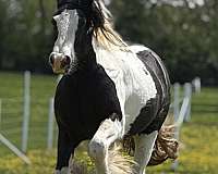 piebald-gelding-for-sale