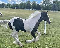 piebald-gypsy-vanner-for-sale