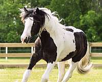 14-hand-gypsy-vanner-horse