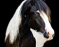 14-hand-piebald-horse