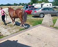 red-roan-hun-horse