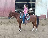 hun-gelding