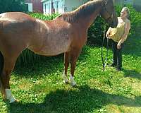 all-around-quarter-horse