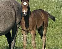 foal