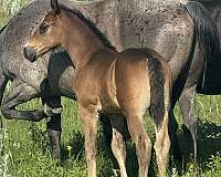 cross-draft-horse