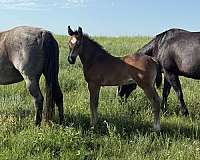 cross-percheron-horse