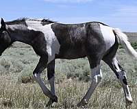 blue-roan-paint-draft-horse