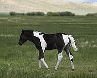 aqha-blue-roan-draft-horse
