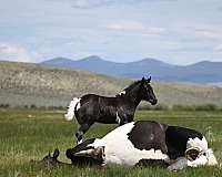 filly-blue-roan-draft-horse