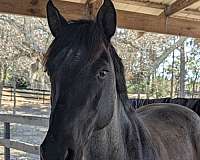 quarter-horse-gelding