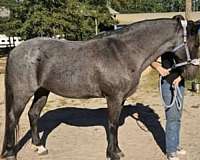 quarter-pony-for-sale