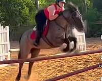 quarter-pony