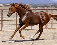 chestnut-star-one-sock-horse