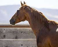 star-one-sock-horse