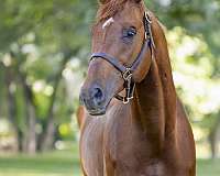 stallion-thoroughbred-horse