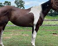 pleasure-paint-horse