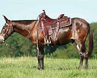 bay-none-horse