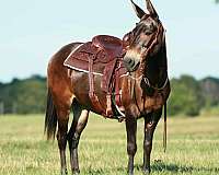 quarter-horse