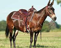 beginner-safe-quarter-horse