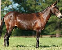 family-horse-quarter