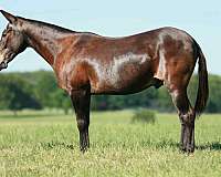 ranch-work-quarter-horse